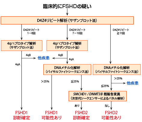 顔面肩甲上腕型筋ジストロフィー診断フロー